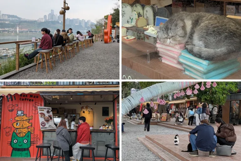 6,000 Rescue Cats, Firefly Displays, and S$3.60 Entry