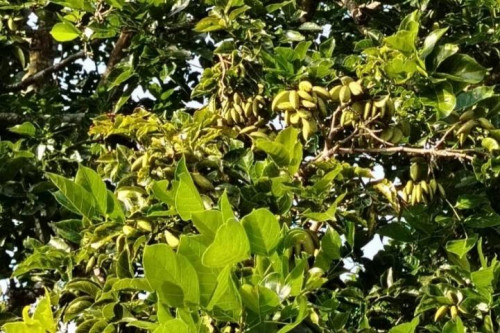 New pilot project in Indonesia to cultivate Pongamia on former coal mine site ~ verifying potential for biofuel supply and carbon credits