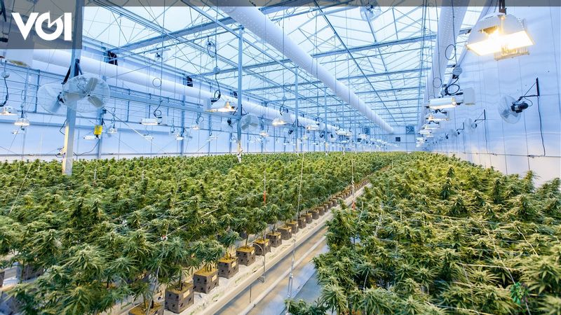 Japan Sets Record for Police Investigation Related to Marijuana in 2025