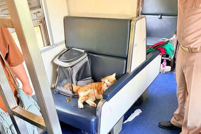 Cat unfairly blamed for 7-hour train delay Bangkok Post Learning