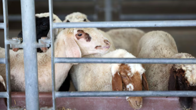 Somali sheep up 40 per cent: UAE livestock costs surge ahead of Eid Al Adha rush