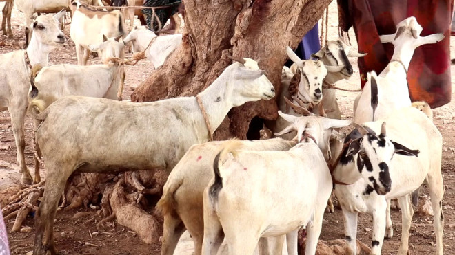 Goat, sheep prices increase in Mogadishu and Dubai ahead of Eid al-Adha