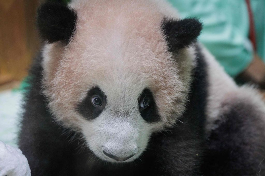 Indonesia-born giant panda cub makes public debut