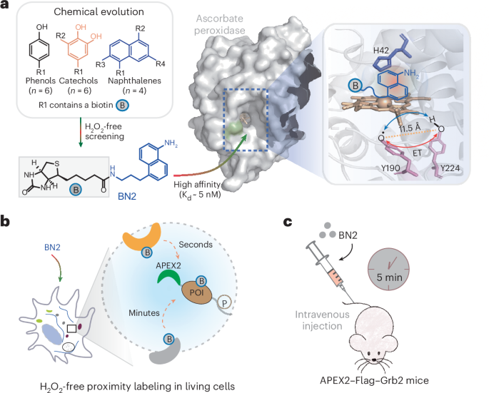 Rapid H2O2-free, radical-and oxygen-driven proximity labeling in living cells and in vivo
