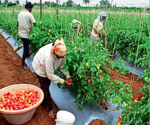 Saving Half a Billion Dollars: Mahama’s Strategic Tomato Partnership to Cut Import Costs
