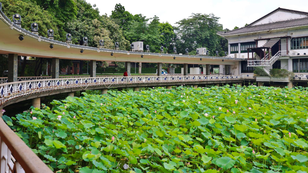 Lotus flowers in early bloom at Guangzhou’s Liwan Lake Park
