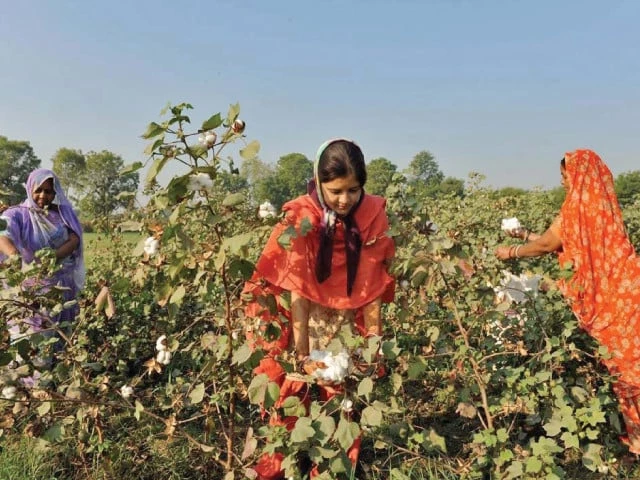 Three-year biotech policy drafted