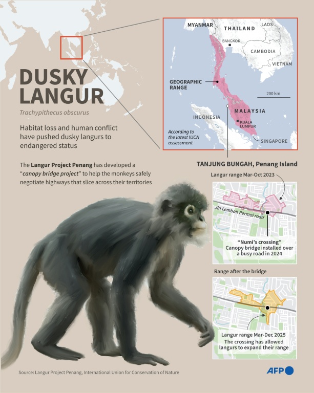 Sky bridges, citizen science protect endangered Malaysia monkeys