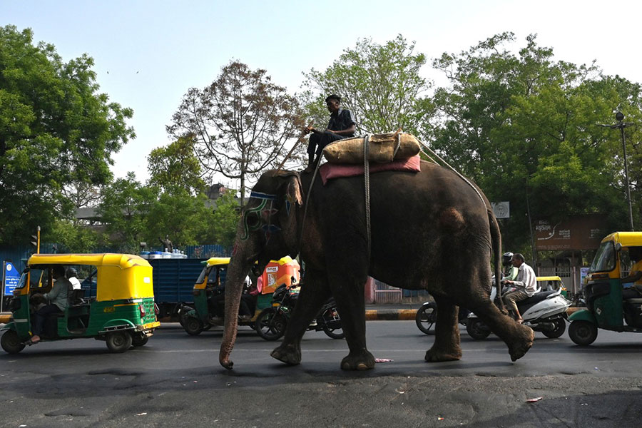 Ice popsicles, mud baths: Here’s how rescued elephants in India’s Mathura are tackling heat wave – Asia News Network
