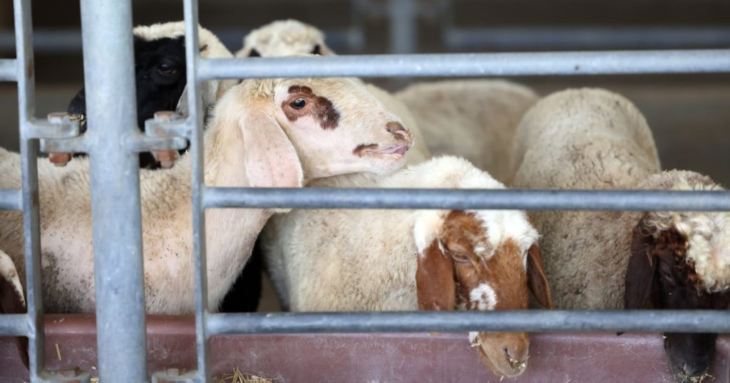 UAE livestock costs surge ahead of Eid Al Adha rush
