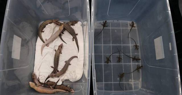 Hong Kong Customs Seizes 17 Endangered Lizards Concealed in Snack Tins, Valued at $51,000