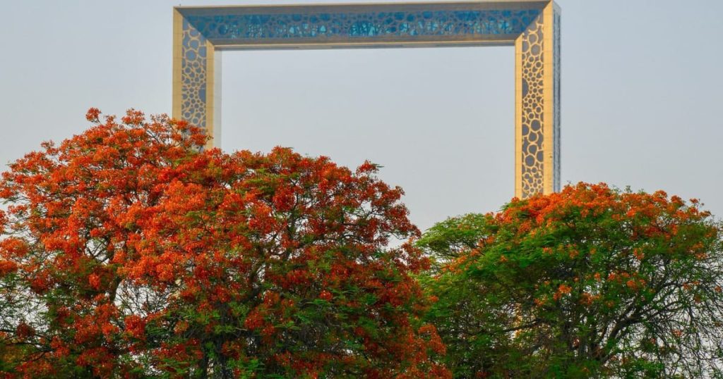 Flame Trees Turn Dubai into a Red-Orange Canvas as Citywide Greening Campaign Expands