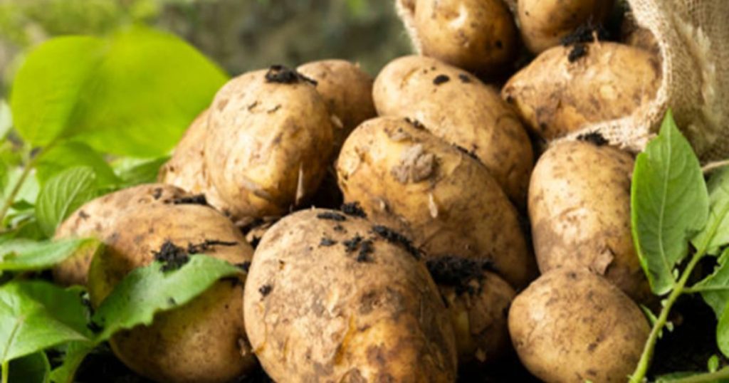 Reducing food loss in India through a decade of India–Netherlands cooperation