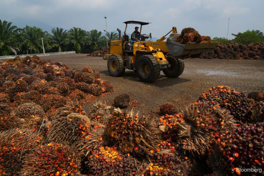 Palm oil markets split as Indonesia export revamp confuses trade