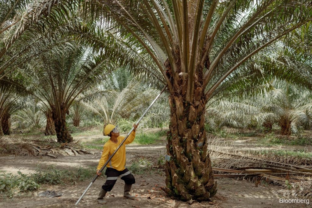 Palm oil titan Wilmar dives most in six years on Indonesia probe
