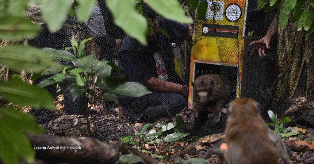 Dancing monkeys rescued return to the wild in Indonesia