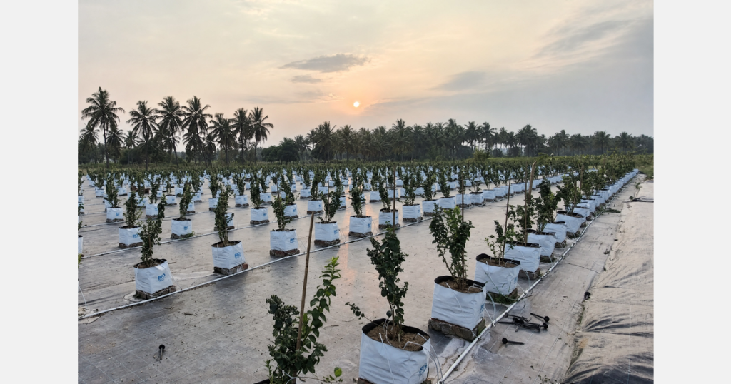 India’s blueberry boom raises the bar for quality