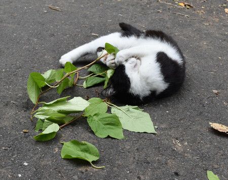 Japan Team Finds Cats Prefer Silver Vine over Catnip