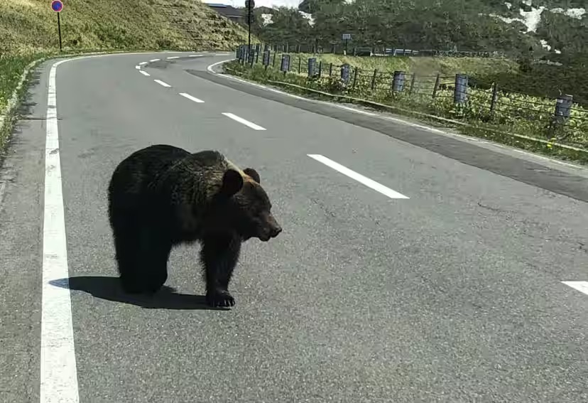 Don’t Hike Alone, Check the Trees: Japan’s Bear-Avoidance Guidelines