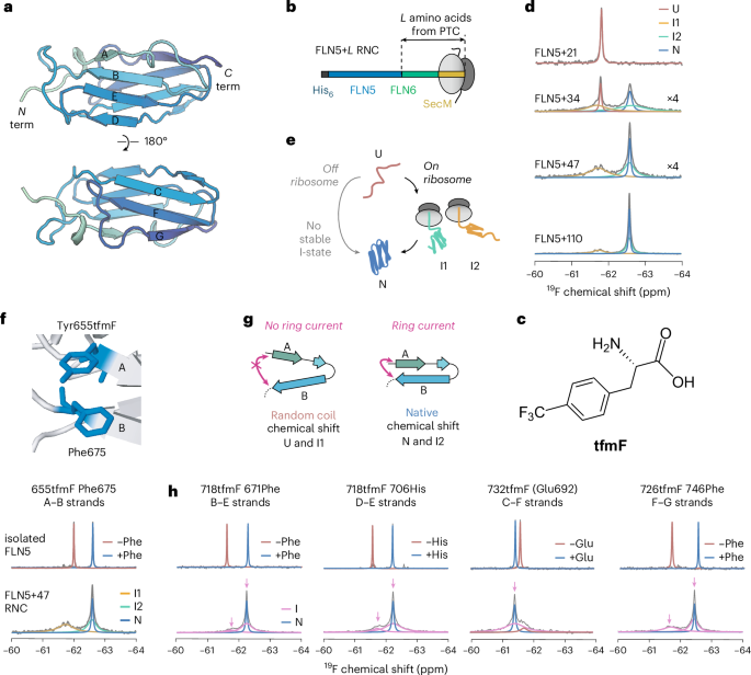 Structures of protein folding intermediates on the ribosome