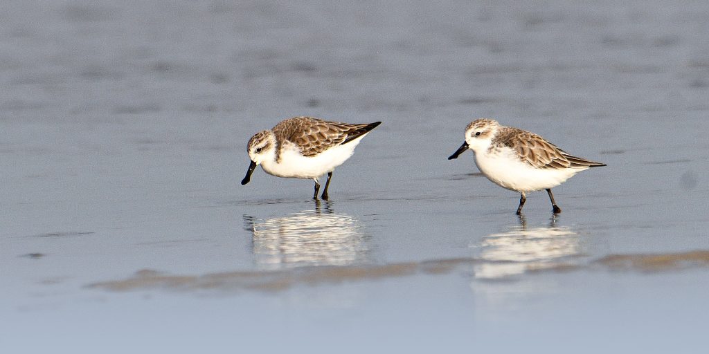 How a Rare Bird Stopped a Highway Project in South China