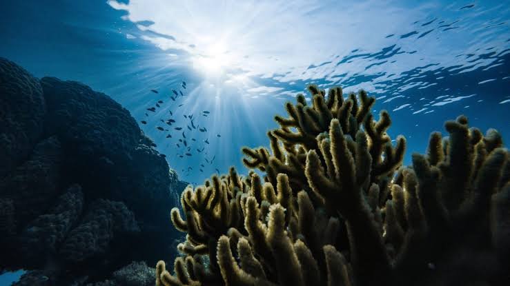 In a World Repricing Everything, Indonesia’s Coral Reefs Remain Undervalued