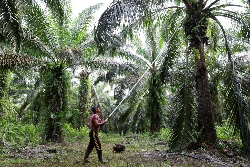 Malaysia’s SD Guthrie working with Indonesia on palm oil plantation seizures: CEO