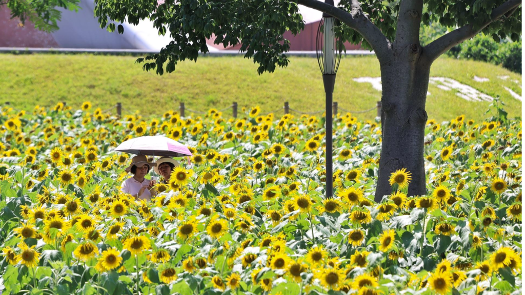 Sea of Gold