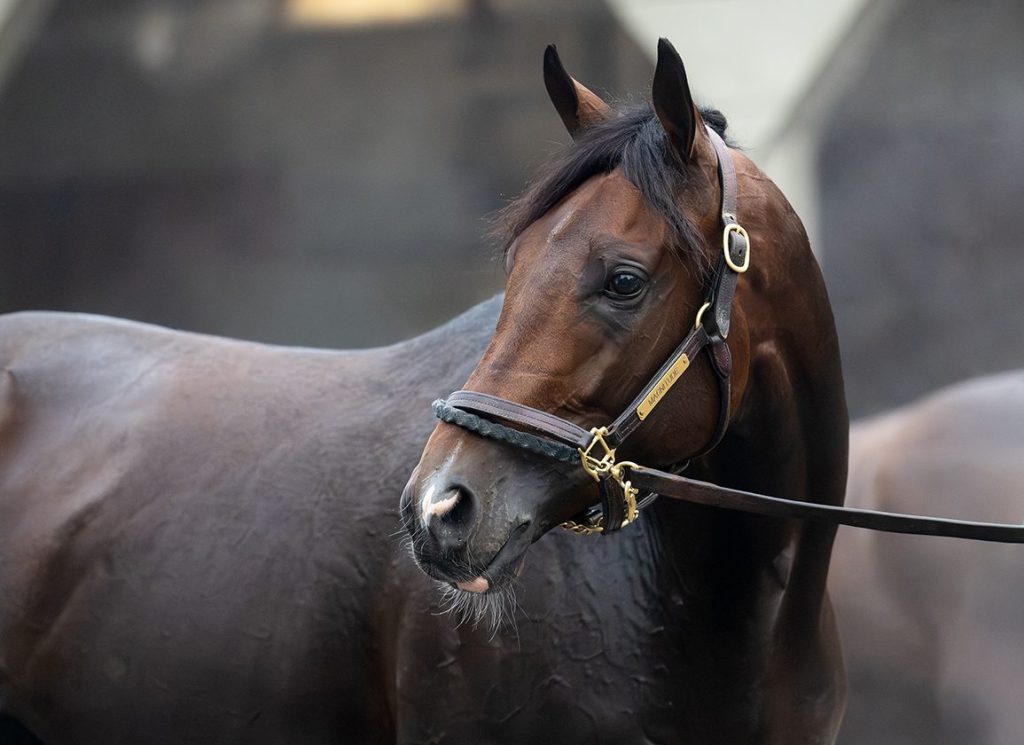Dubai World Cup Winner Magnitude ‘On Target’ for Stephen Foster