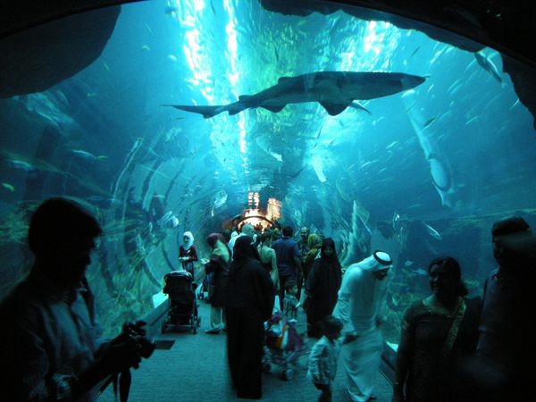 The Aquarium at Dubai Mall in Dubai