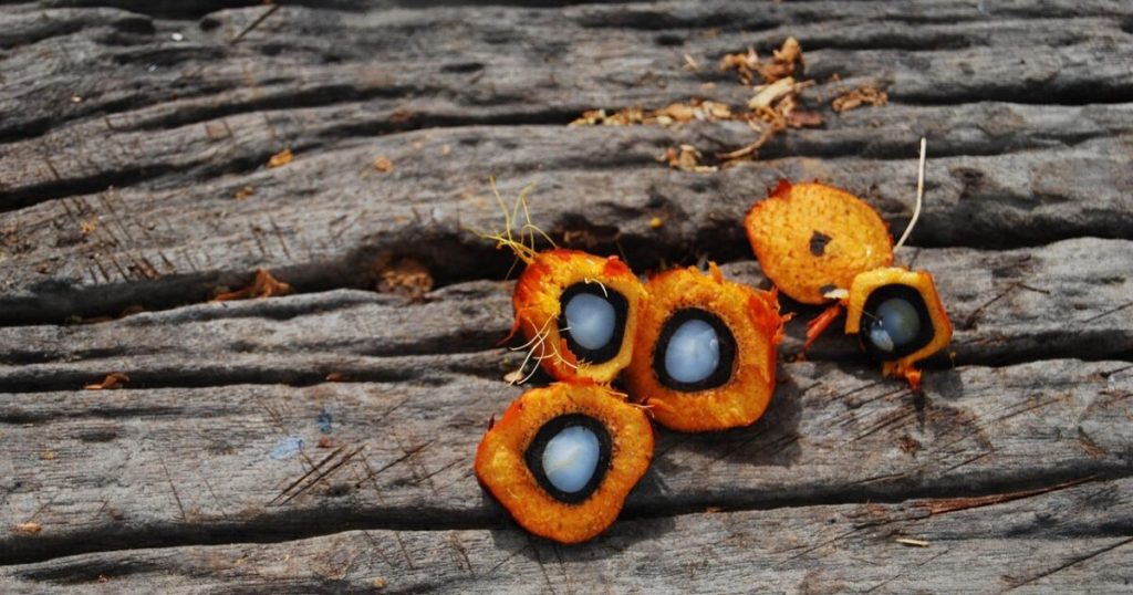 Chinese buyers snap up Indonesian palm oil before export revamp