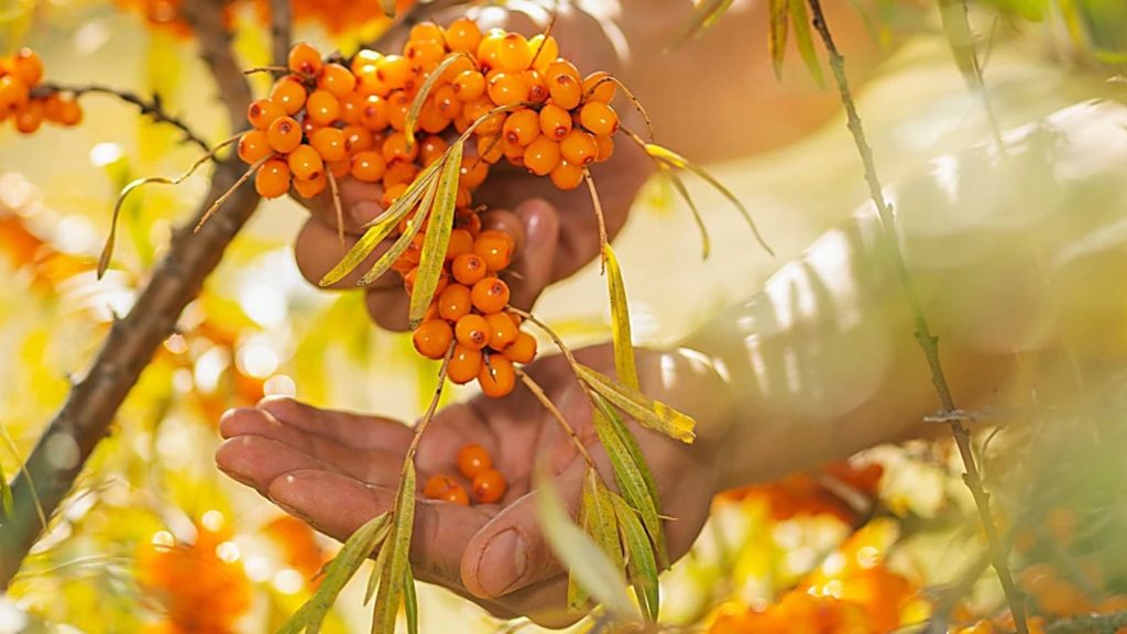 Chirag Paswan writes: From Ladakh, a sea buckthorn parable about enterprise