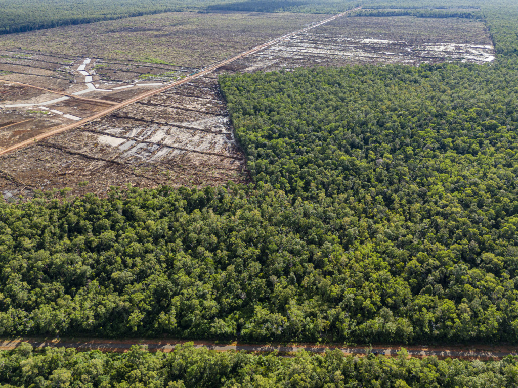 CEO Note: Indonesia’s forests become top political issue