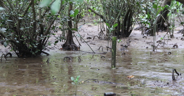 CHINA-GUANGDONG-GUANGZHOU-MANGROVE FOREST-COASTAL GUARDIANS (CN)