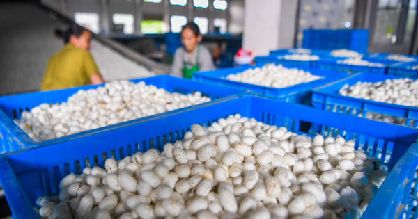 CHINA-CHONGQING-QIANJIANG-COCOON-HARVEST SEASON (CN)