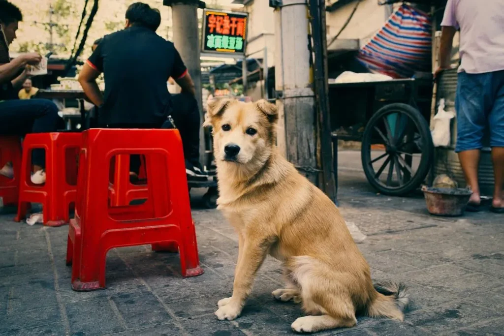 China erupts in fury as man is accused of killing adopted dogs