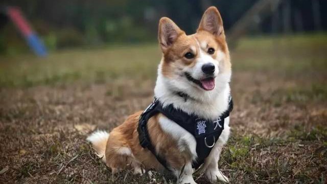 Short-legged corgi serves as professional police dog