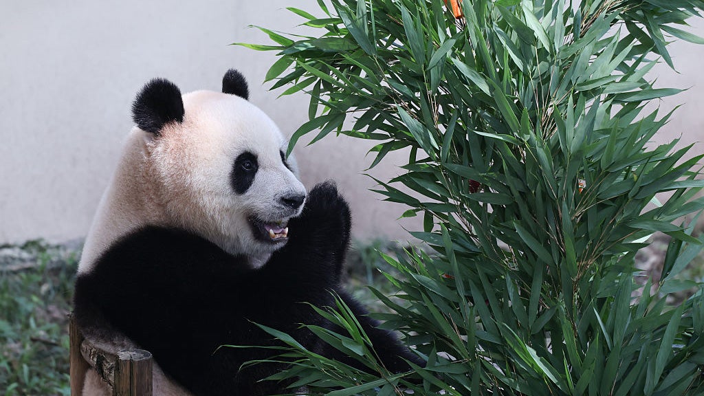 This giant panda has summer all figured out
