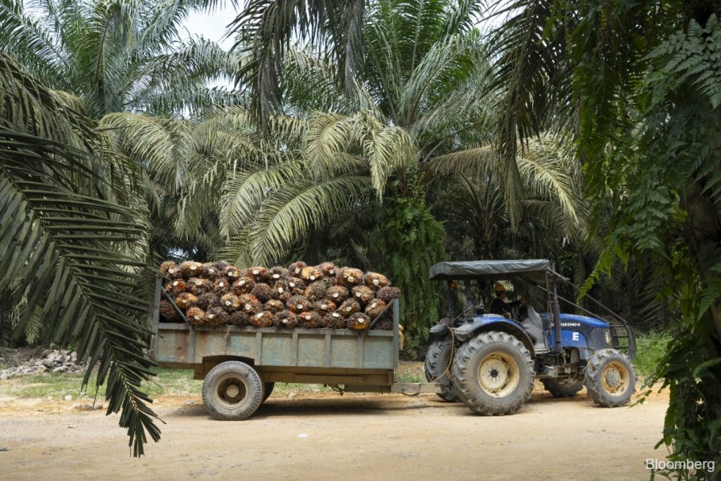 Malaysia’s palm oil reserves jump most in five months as exports slump — MPOB
