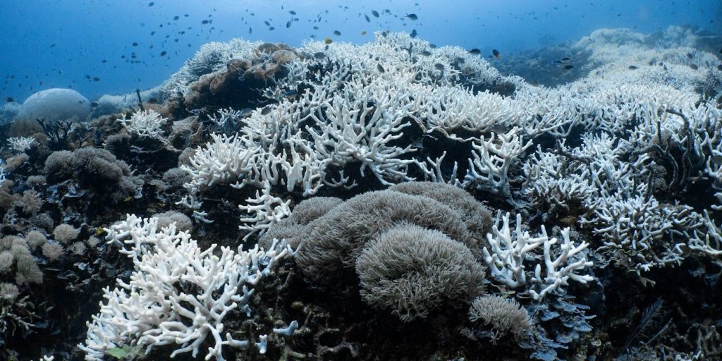Two decades of research shows Indonesia’s coral reefs are heat tolerant—but only up to a point