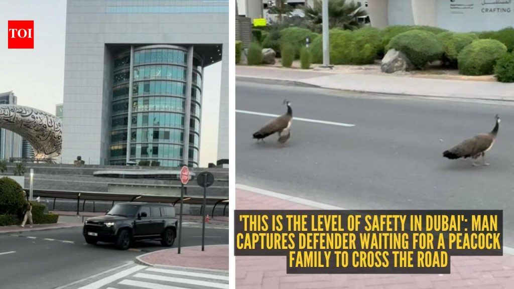‘This is the level of safety in Dubai’: Man captures Defender waiting for a peacock family to cross the road |
