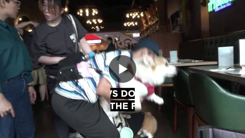 Hong Kong allows dogs inside restaurants for the first time in decades Hong Kong allows dogs inside restaurants for the first time in decades after Chief Executive John Lee promoted ‘pet-friendly…