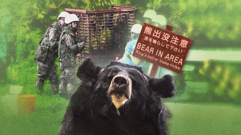 Why are bear attacks becoming more common in Japan?