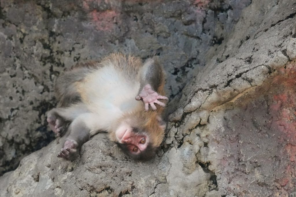 Japan’s monkey sensation Punch turns 1, drawing a flood of well-wishing messages, in photos