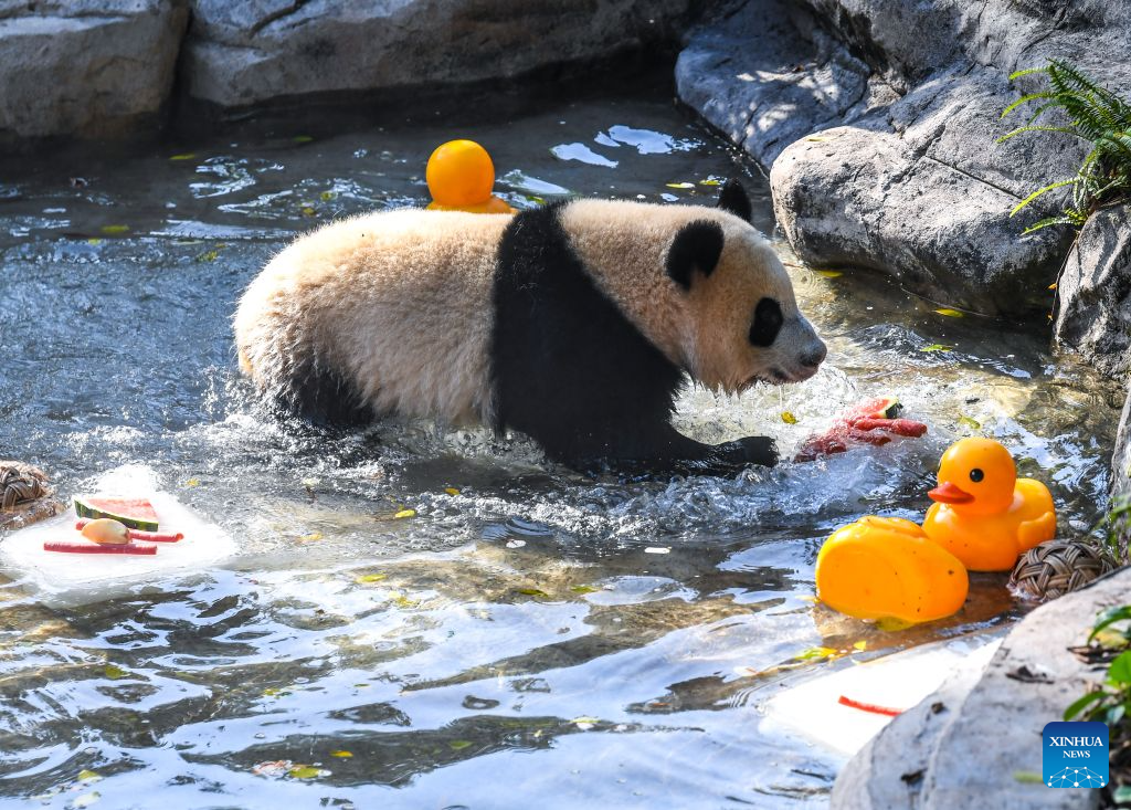 Chongqing Zoo takes various measures to cool animals off during summer heat-Xinhua