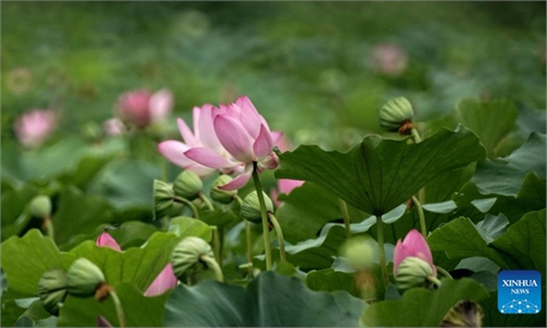 Scenery of lotus flowers at Old Summer Palace in Beijing