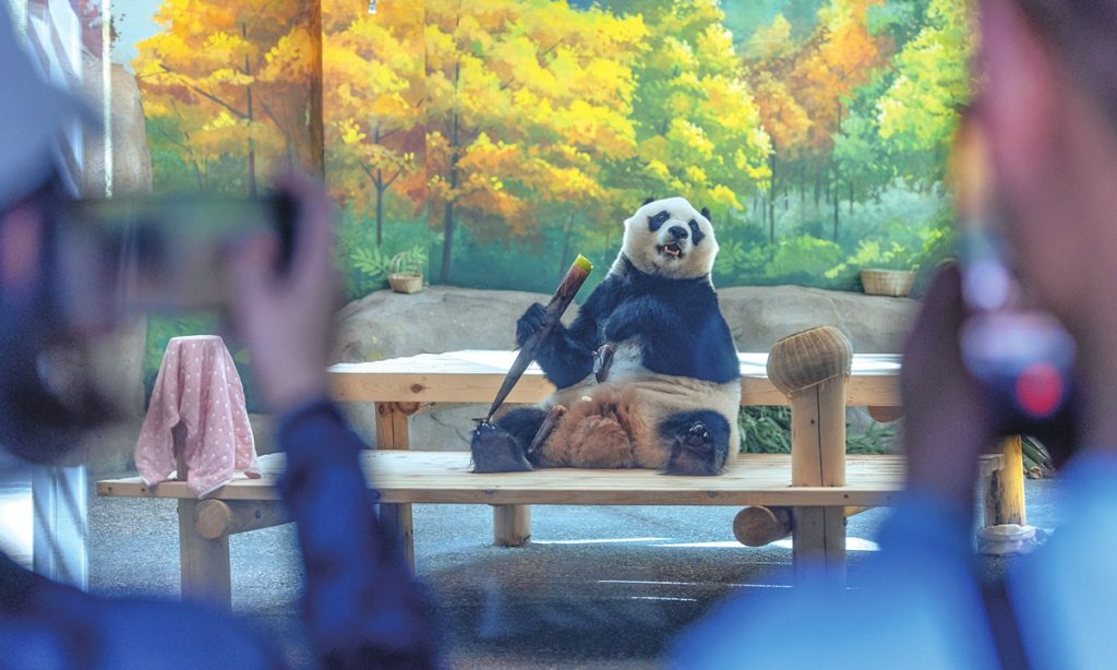 Beijing Zoo’s new habitat puts giant pandas’ welfare at its heart