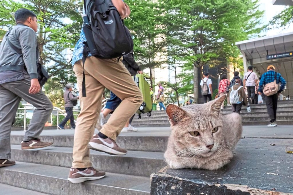 Jakarta battles stray cat numbers with trap-neuter-release method
