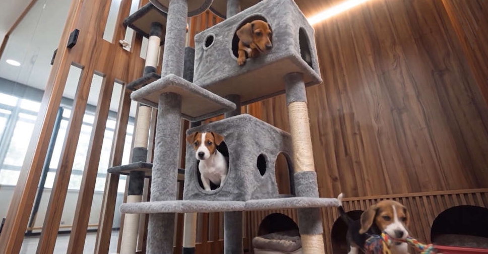Dubai opens pet adoption shelter in Warsan – Dubai Eye 103.8