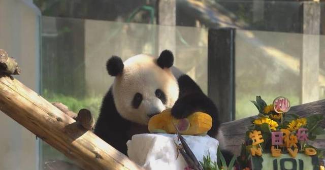Giant panda Mang Cancan celebrates 3rd birthday in Chongqing